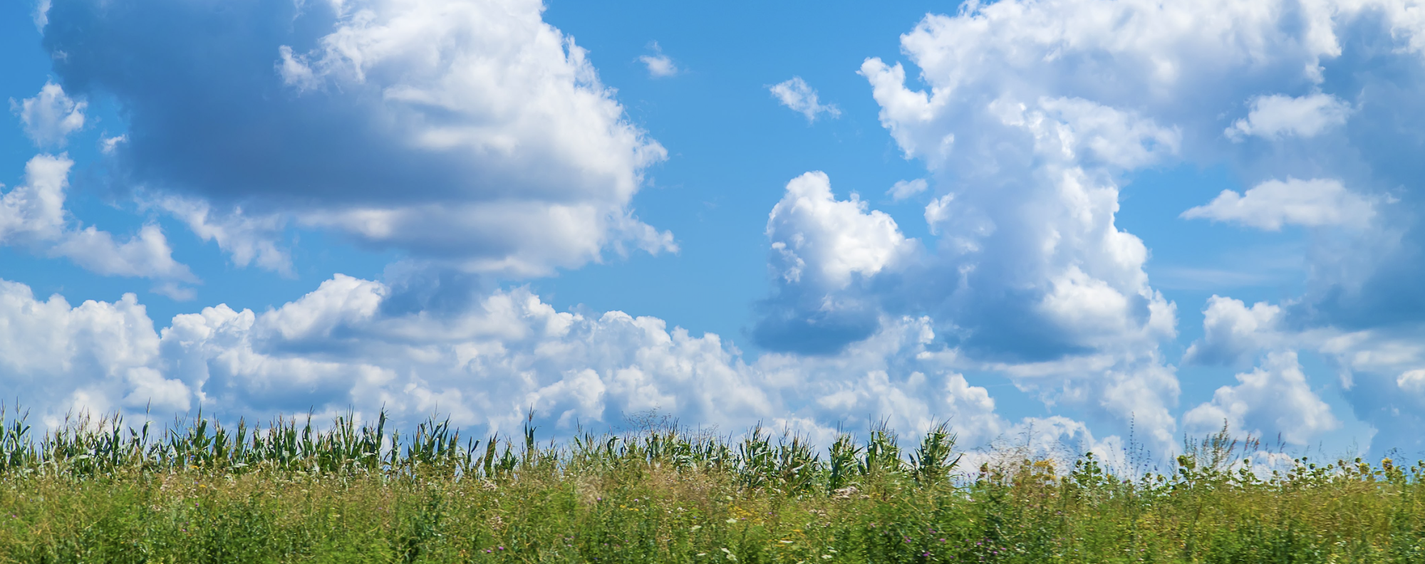 blue sky with clouds and green grass in the foreground