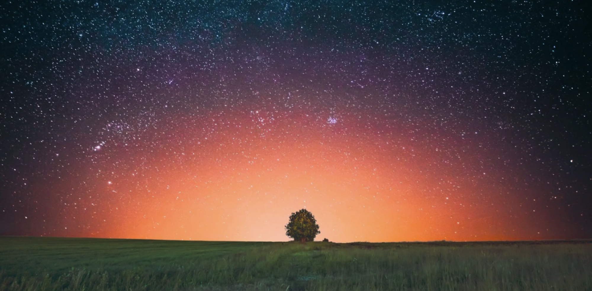 image of tree at the center of a field with sunset and stars out