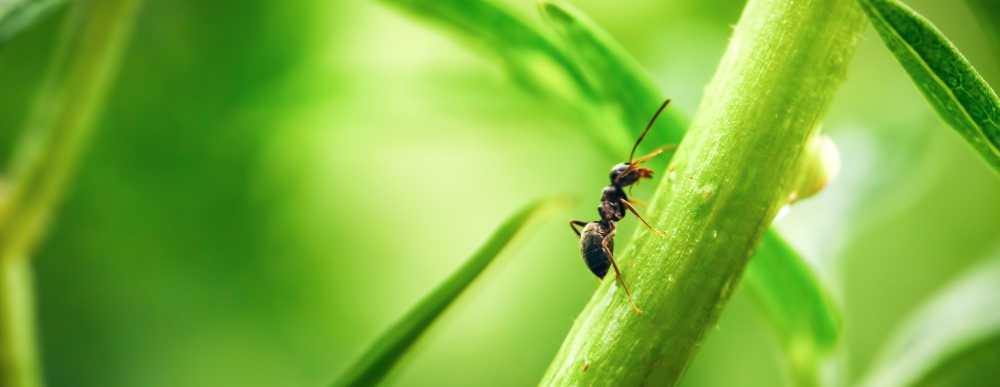 ant walking on green plant stem